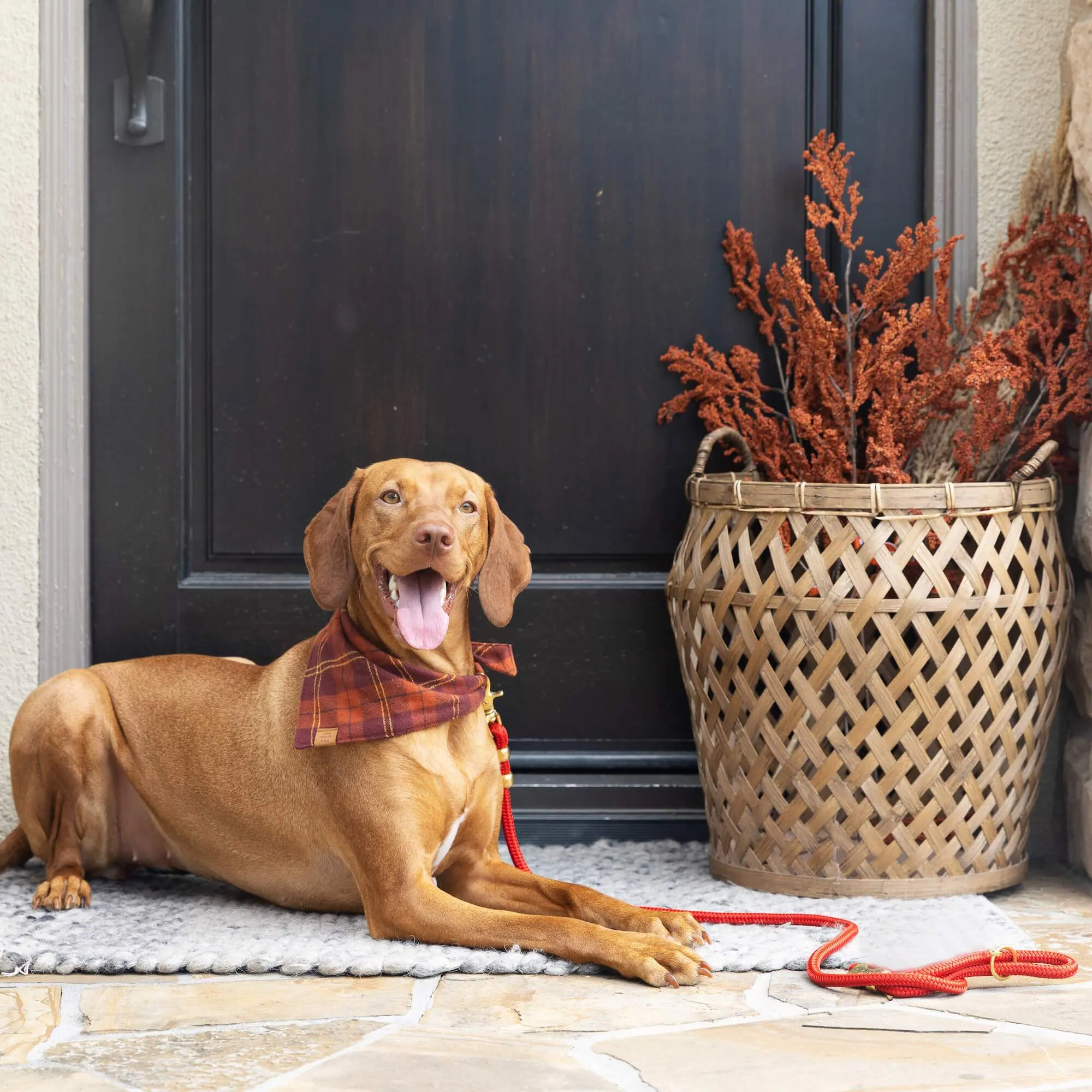 Cider Plaid Flannel Dog Bandana