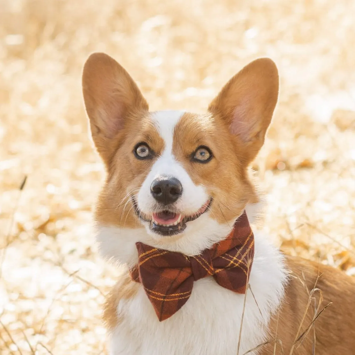 Cider Plaid Flannel Dog Bow Tie