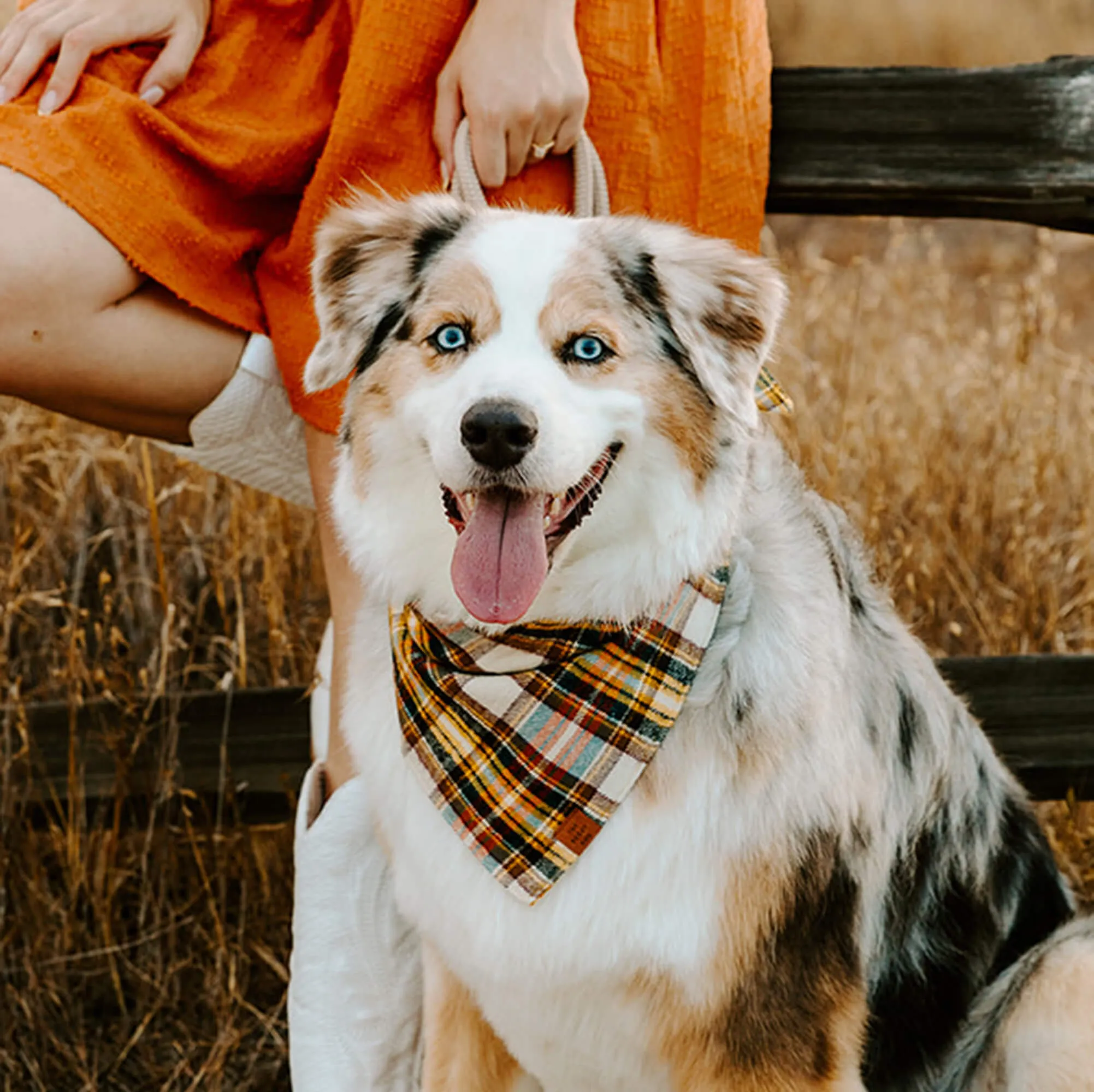 Cornucopia Plaid Flannel Dog Bandana