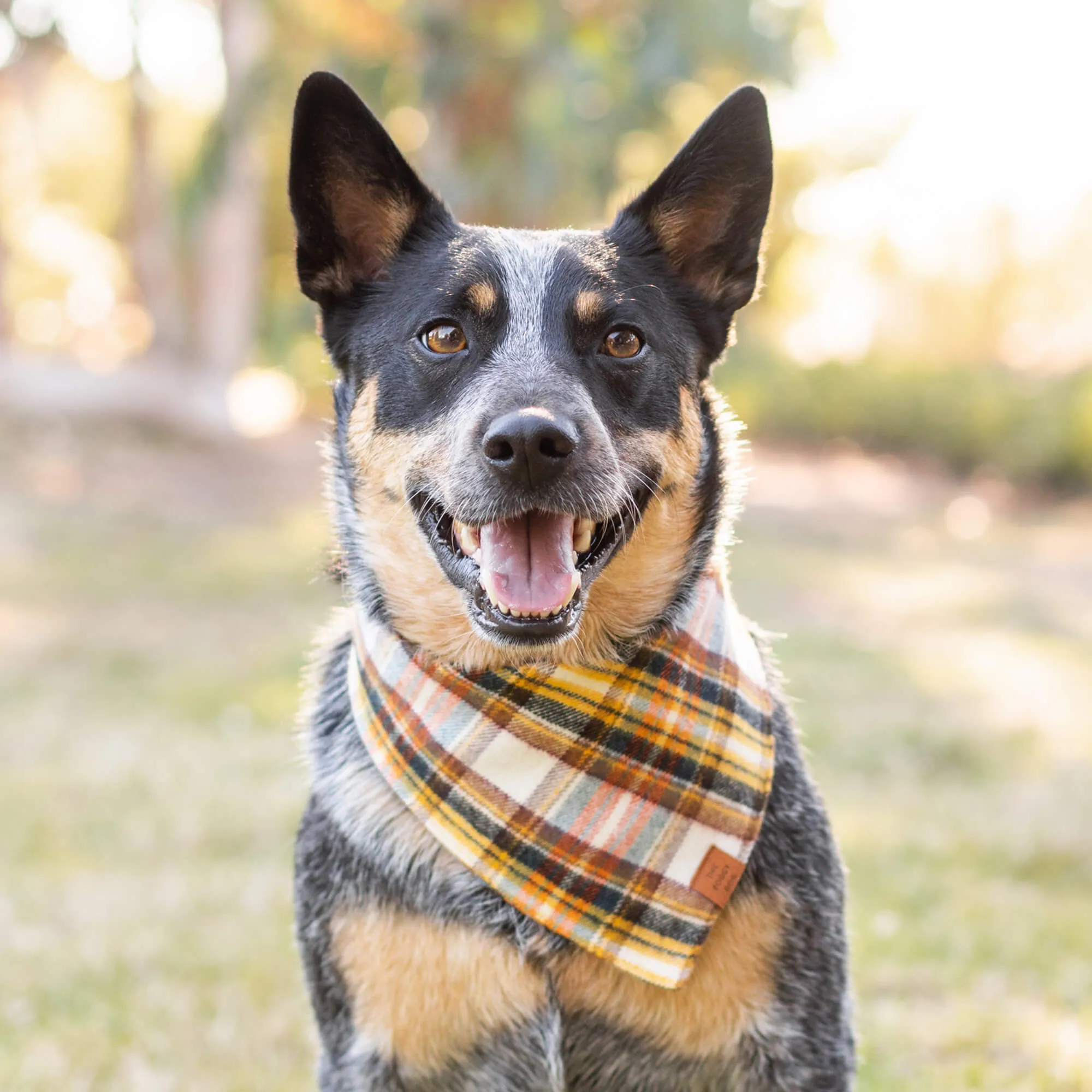 Cornucopia Plaid Flannel Dog Bandana