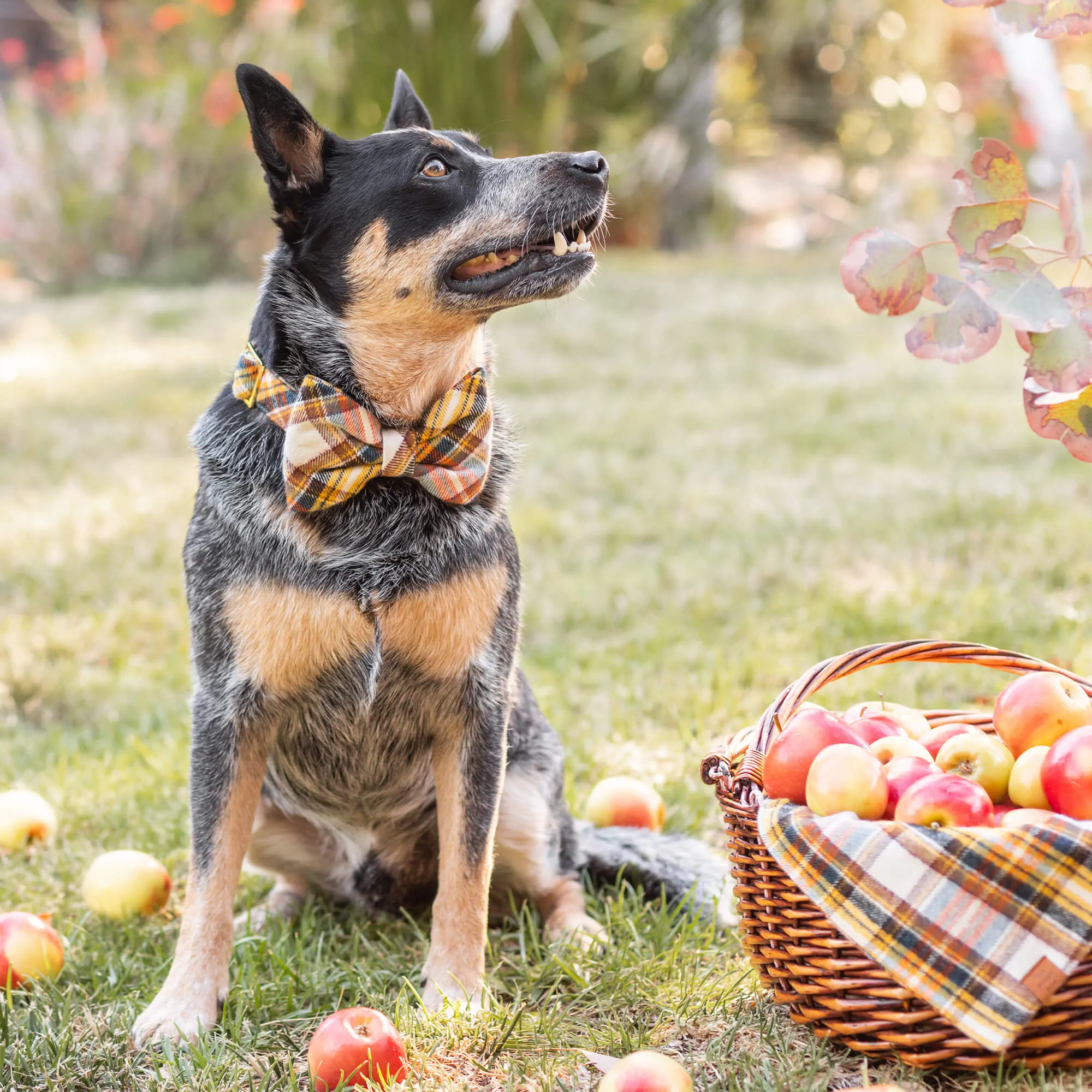 Cornucopia Plaid Flannel Dog Bow Tie