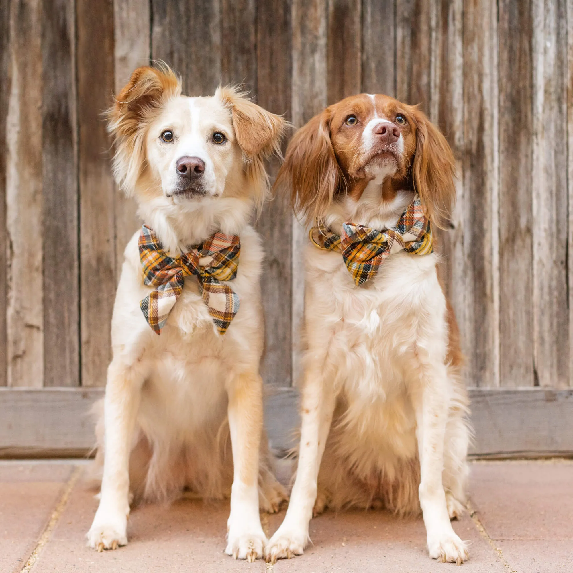 Cornucopia Plaid Flannel Dog Bow Tie