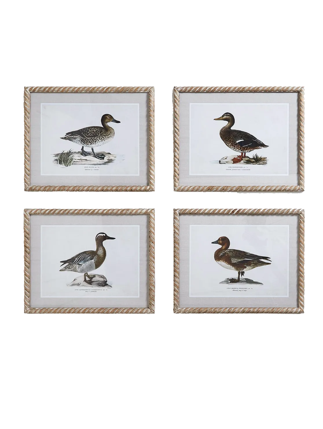 Duck Print Wall Art 16 x 20