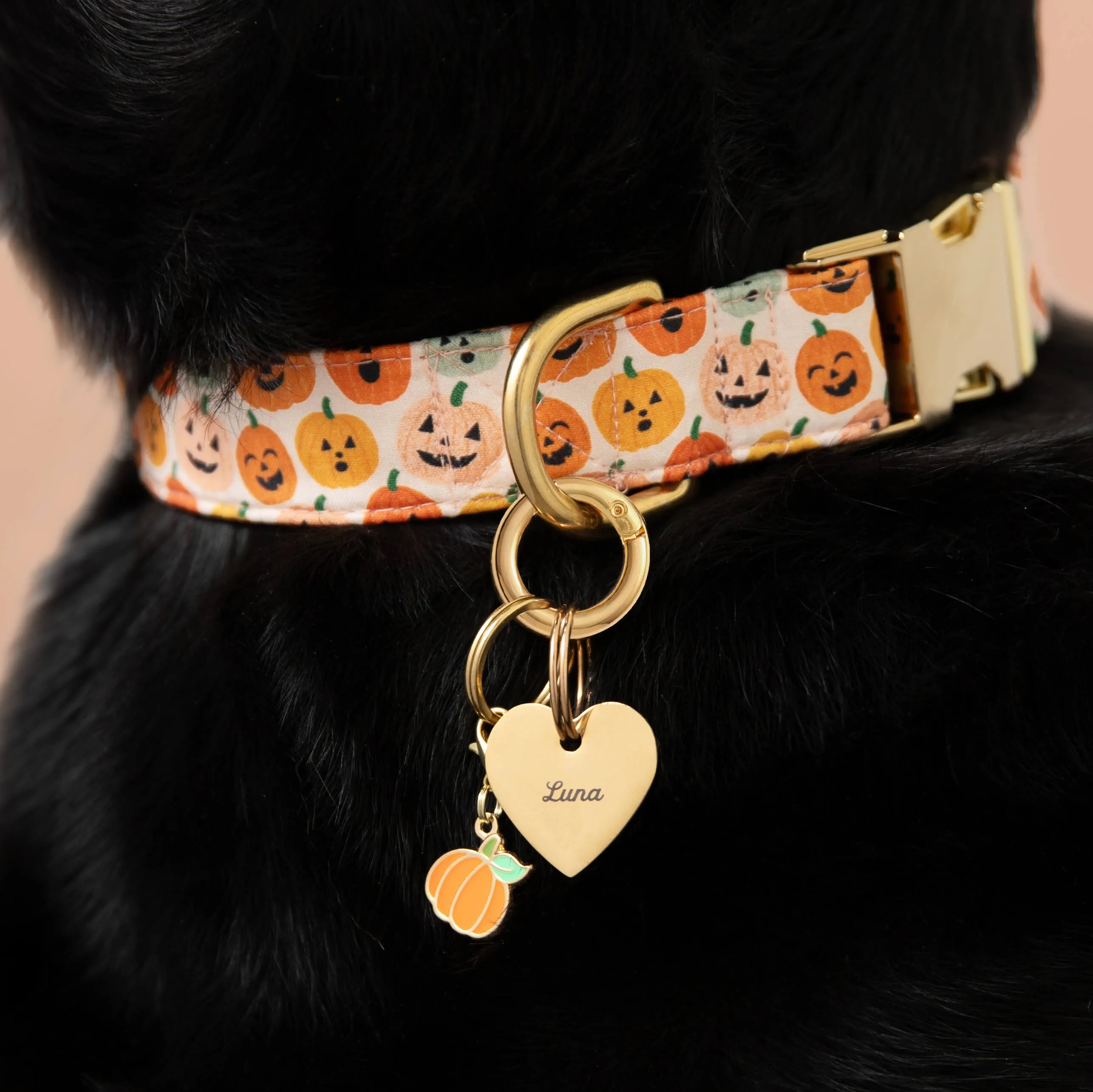 Jack-o’-Lanterns Dog Collar