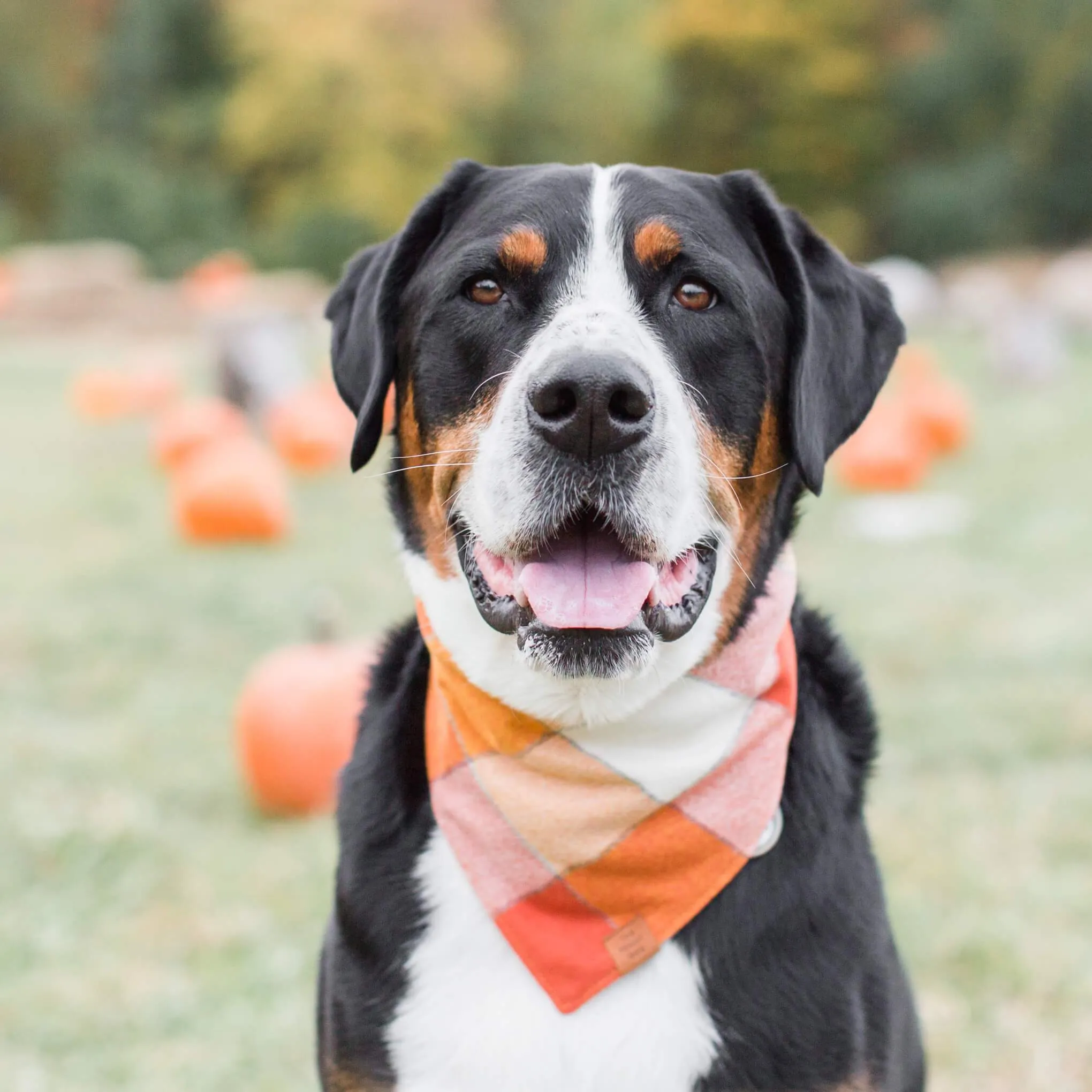 Pumpkin Spice Plaid Flannel Dog Bandana